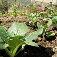 Como fazer uma Horta – Curso grátis