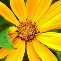 Curso de Biologia – Ensino Médio