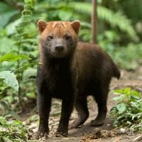 Curso de Fisiologia Animal – Biologia