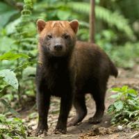 Curso de Fisiologia Animal – Biologia