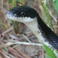 Curso de Biologia para Vestibular