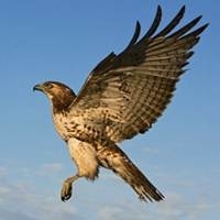 Curso sobre Aves – Biologia