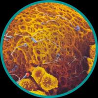 Curso de Embriologia – Biologia