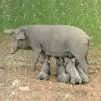 Curso sobre Mamíferos – Biologia