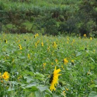 Curso para ter uma Vida Sustentável