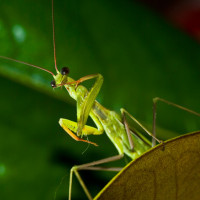 Curso de Zoologia – Biologia