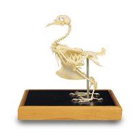 Vertebrados – Curso de Biologia