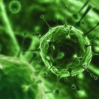 Os Reinos Mais Simples – Curso de Biologia