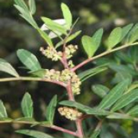 Curso de Botânica – Biologia