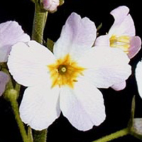 Curso de Florais de Bach