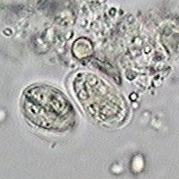 Protozoários – Curso de Biologia Protozoários – Curso de Biologia