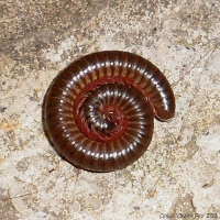 Artrópodes – Curso de Biologia