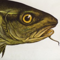 Conhecimentos gerais em Zoologia