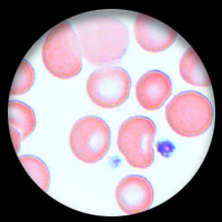 Evolução da morfologia e da fisiologia animal – Biologia