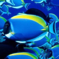 Curso de Engenharia Genética – Biologia Curso de Engenharia Genética – Biologia