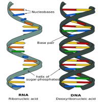 Curso de Genes, DNA e RNA – Biologia Curso de Genes, DNA e RNA – Biologia