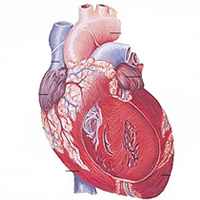 Sistema Cardiovascular – Curso de Biologia Sistema Cardiovascular – Curso de Biologia