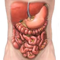 Sistema Digestório – Curso de Biologia