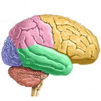 Curso de Sistema Nervoso