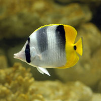 Curso sobre Peixes – Biologia Curso sobre Peixes – Biologia