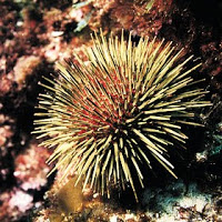 Curso de Equinodermos – Biologia Curso de Equinodermos – Biologia