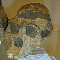 Curso de Evolução e sistemática – Biologia