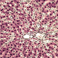 Curso de Fisiologia Humana – Biologia