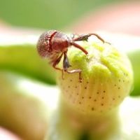 Curso de Manejo Integrado de Pragas (MIP) – Biologia Curso de Manejo Integrado de Pragas (MIP) – Biologia