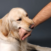 Acabando com as mordidinhas de cães – Curso de Adestramento