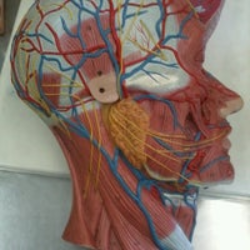 Curso de Anatomia e Fisiologia Humana