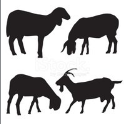 Curso de Criação de Caprinos