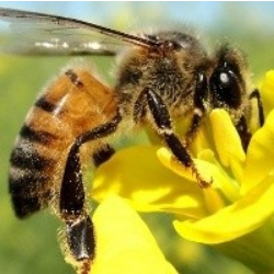 Curso de Meliponicultura e Ciência Cidadã da USP