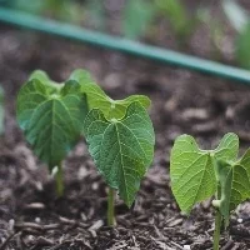 Curso de Restauração Ecológica de Vegetação Nativa