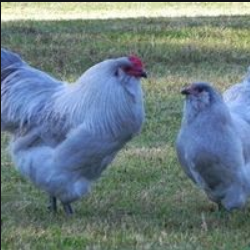 Como Ganhar Dinheiro Criando Galinhas