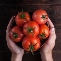 Curso de plantação de Tomates – Como plantar Tomates