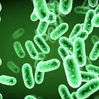 Curso de Microbiologia