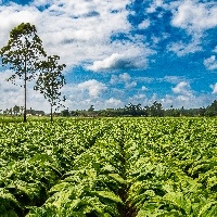 Curso de Técnico em Agronegócio