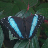 Curso de Evolução e Classificação Biológica – Biologia