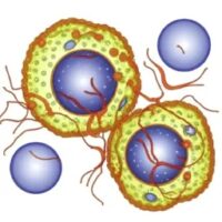 Curso de Biologia superintensivo